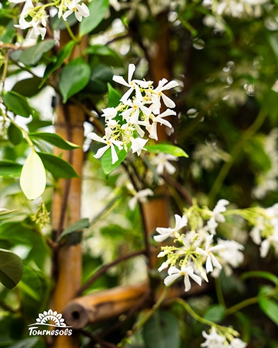 De fantastiques fleurs de jasmin étoilé au parfum enivrant et remarquable